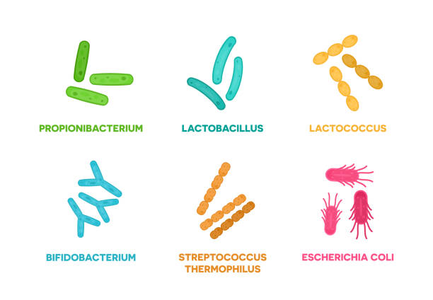 пробиотики. набор полезных бактерий и микроорганизмов концепции изолированы на белом фоне. пропионибактерии, лактобактерии, лактококк, би� - acidophile organism stock illustrations