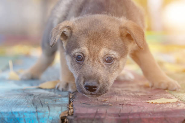 istock homeless mongrel puppy 1062289004
