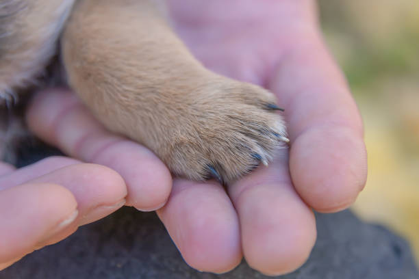 istock puppy paws on a man's hand 1062289074