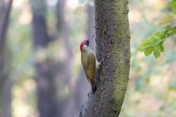 Green colored bird (Picus viridis), female, with red crown and black moustachial stripe.