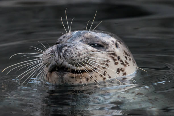 istock Smiling common seal in the water 1062289186