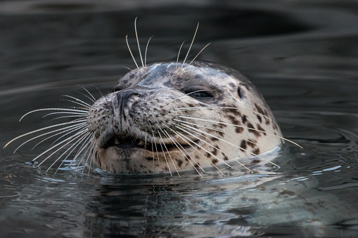 Close-up portrait of Harbor seal (Phoca vitulina) with sly smile. Cute marine animal with funny face.