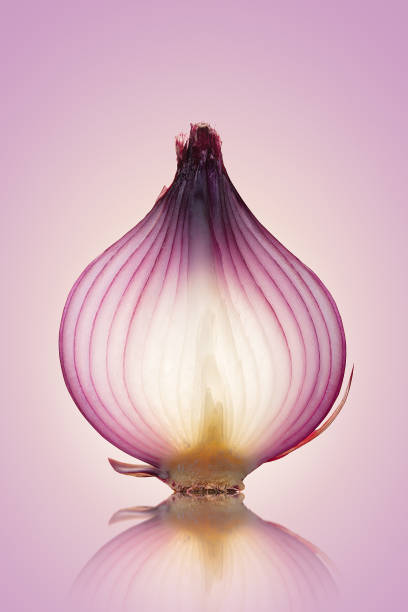 red onion translucent layers - spanish onion fotos imagens e fotografias de stock