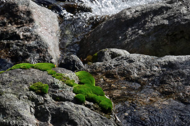 istock Moss on the stones of the river 1062299160