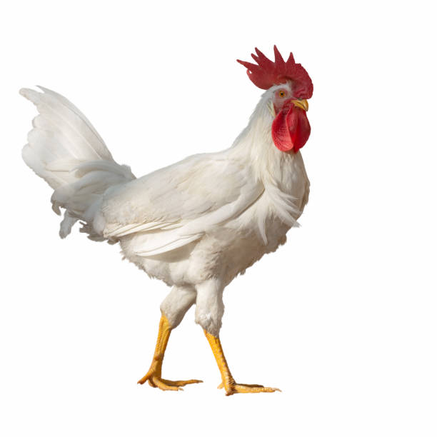 Young white rooster with a large red crest, yellow beak and legs, isolated on a white background. Full-length portrait in profile  of a poultry.