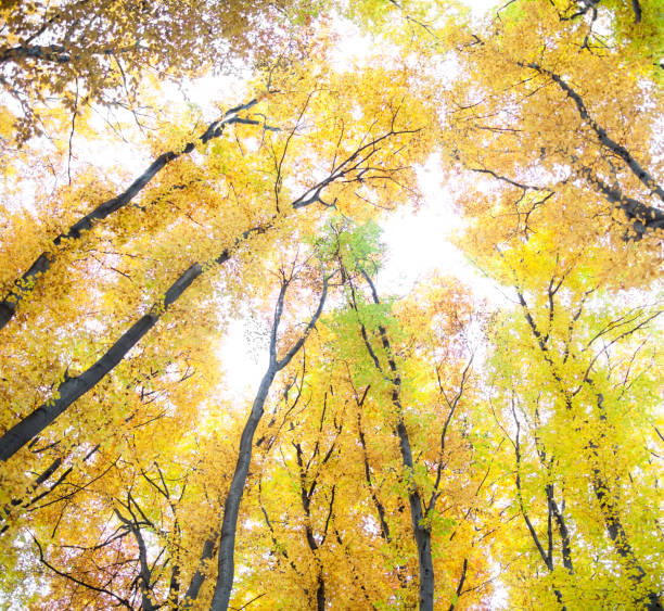 istock Yellow trees against the sky 1062302162