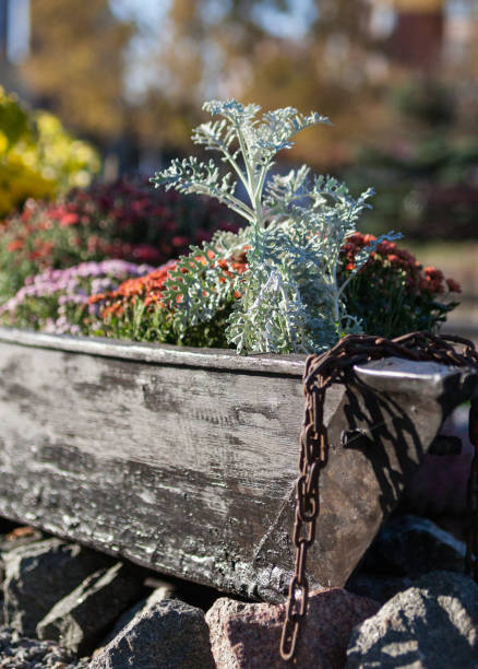 istock Flowers in a flower box 1062303570