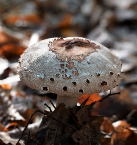 istock Young parasol mushroom (Macrolepiota procera or Lepiota procera) growing in forest 1062314180