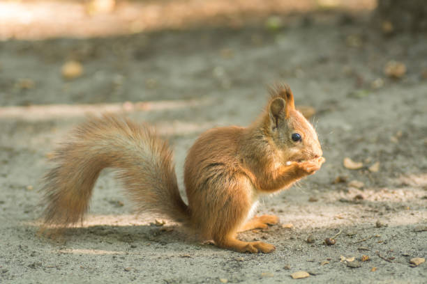 istock Beautiful red squirrel is eating nuts in the park 1062315036