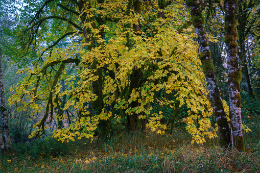 Autumn Colors At Darlin Creek Nature Preserve, Washington State, USA
