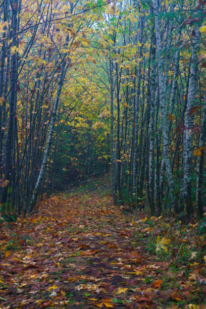 istock Forest at Darlin Creek Nature Preserve 1062317380