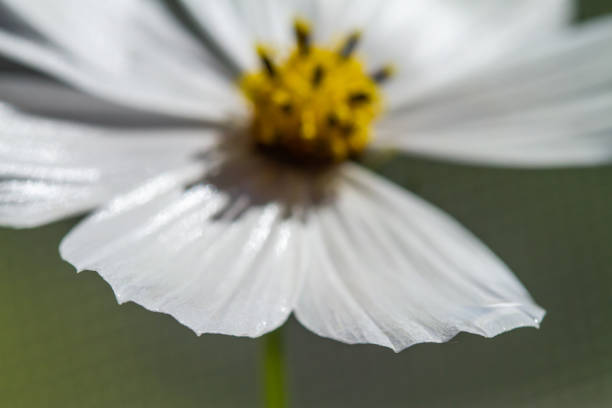 istock cosmos flower bipinnatus close up 1062318204