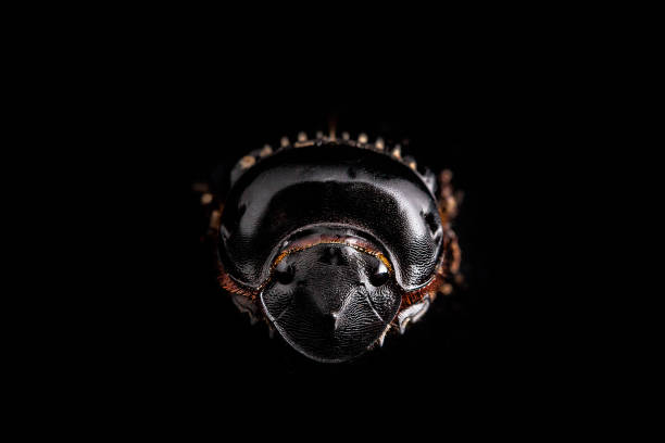 istock The Scarabaeus - Dung beetle isolated on a white background. 1062322272