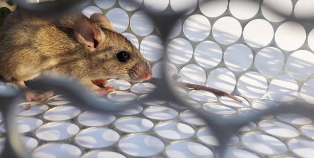Rat in cage mousetrap on white background