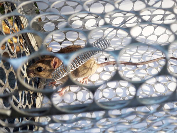 istock Rat in cage mousetrap on white background 1062330646