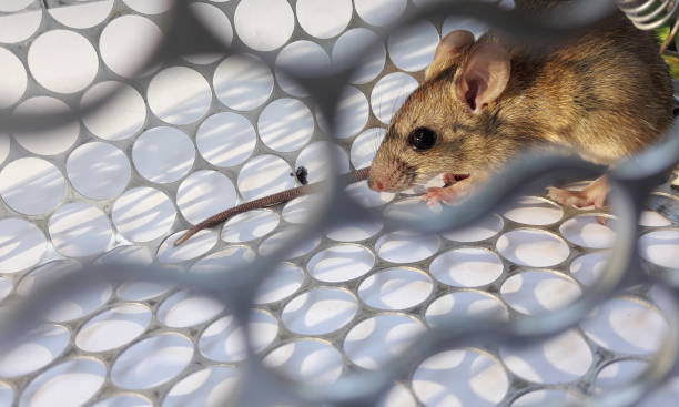istock Rat in cage mousetrap on white background 1062330654
