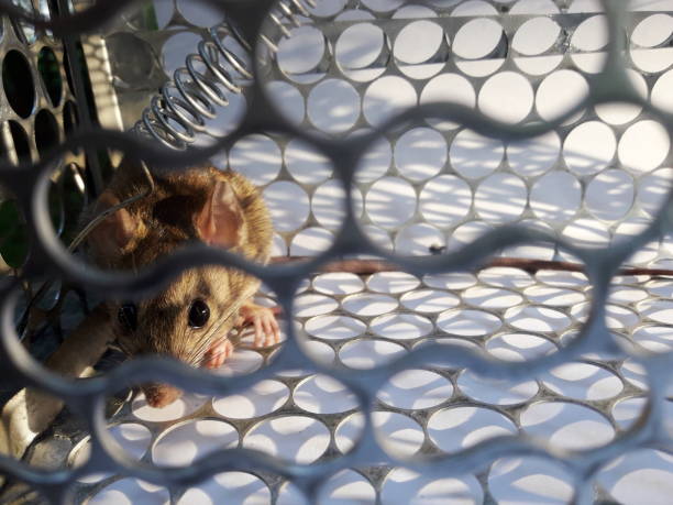 istock Rat in cage mousetrap on white background 1062330668