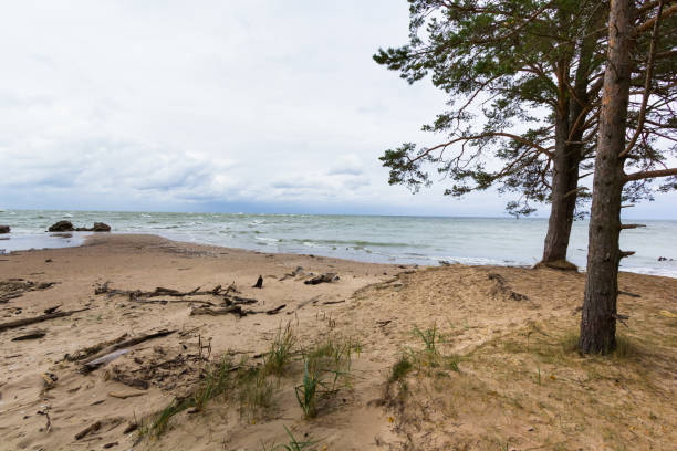 istock Baltic sea with driftwood on the beach 1062332354
