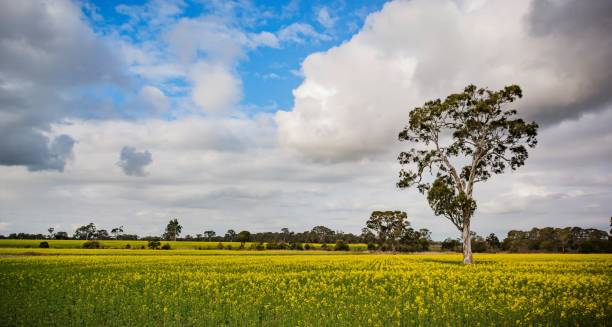 istock Canola and gum trees 1062332994