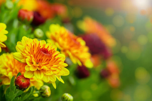 An autumn bouquet of yellow chrysanthemums on a sunny day.