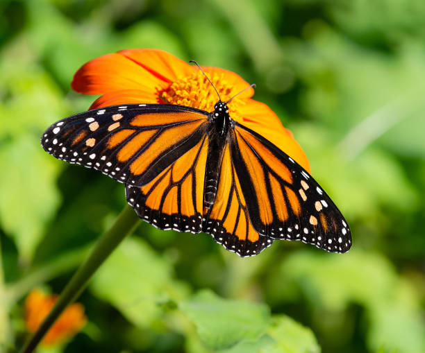 istock Monarch butterfly feeding on Mexican sunflower 1062334558