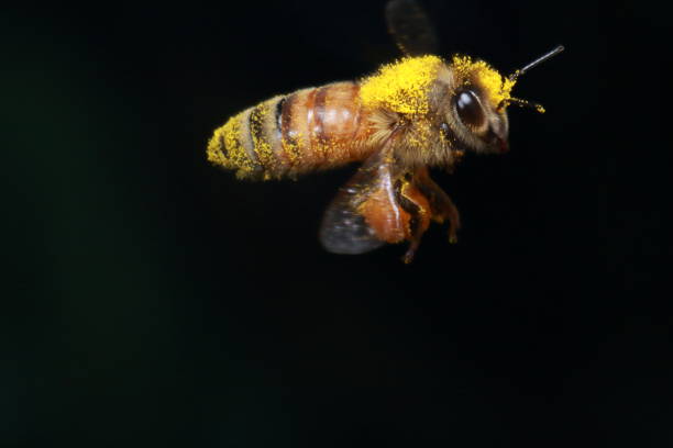 単一のミツバチが空気を通って飛んで花粉で覆わ - bee honey bee single flower honey ストックフォトと画像