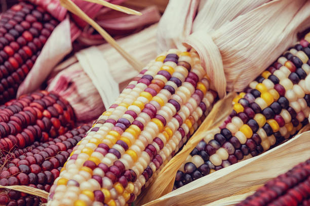 closeup de milho no outono - indian corn - fotografias e filmes do acervo