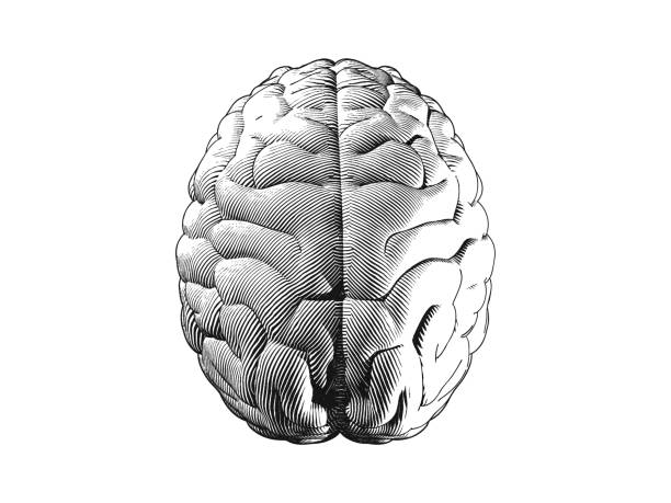 Engraving top view brain illustration on white BG Monochrome human brain top view engraving illustration isolated on white background human brain anatomy stock illustrations