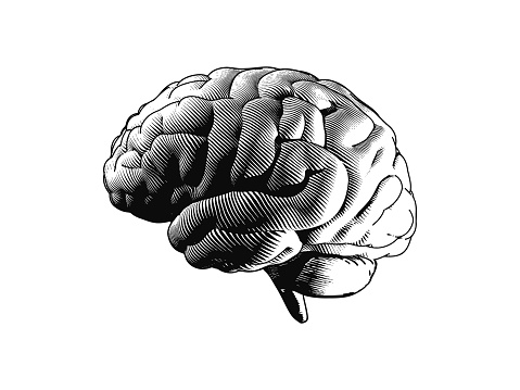 Monochrome human brain side view engraving illutration isolated on white background