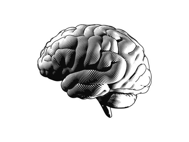 Engraving side view brain illustration on white BG Monochrome human brain side view engraving illutration isolated on white background cerebellum illustrations stock illustrations