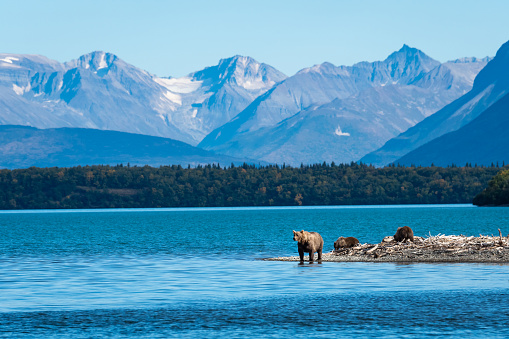Brown bear family, sow with three cubs on a sand spit in Naknek Lake, Katmai National Park, Alaska, USA