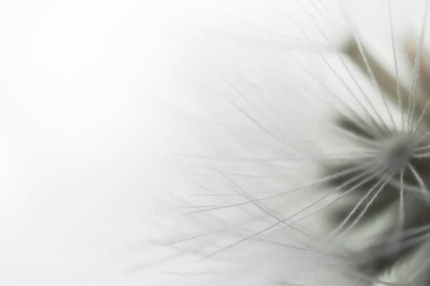istock Close up grass flower with soft light background abstract 1062344846