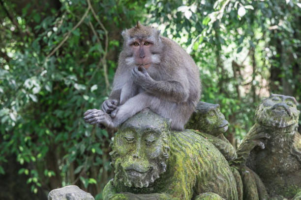 istock Monkey sitting on top of a statue in Ubud, Bali 1062346564