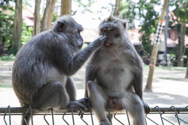 istock Monkeys grooming each other in Ubud, Bali 1062346704