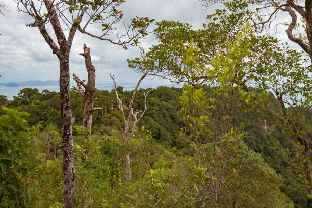 istock tree trunk in green forest over the sea 1062348390
