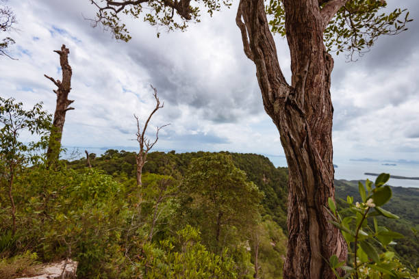 istock tree trunk in green forest over the sea 1062348406