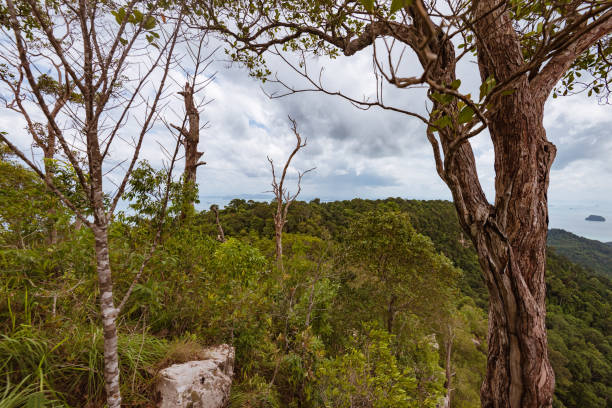 istock tree trunk in green forest over the sea 1062348408