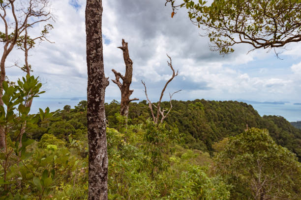 istock tree trunk in green forest over the sea 1062348418
