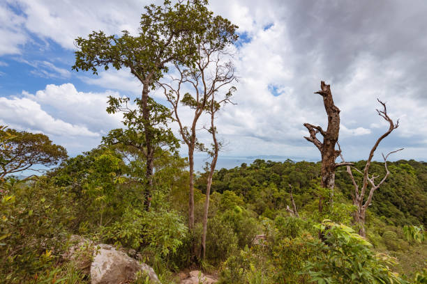 istock tree trunk in green forest over the sea 1062348426