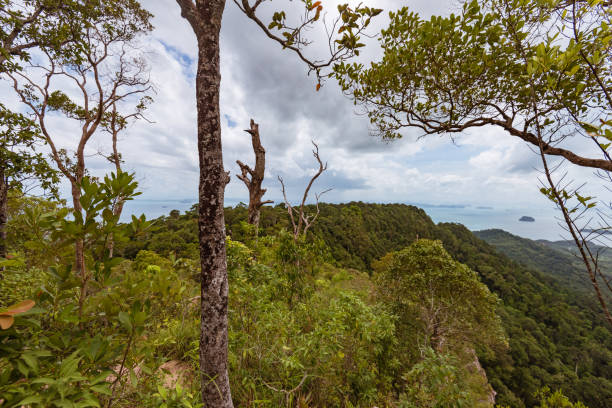 istock tree trunk in green forest over the sea 1062348428