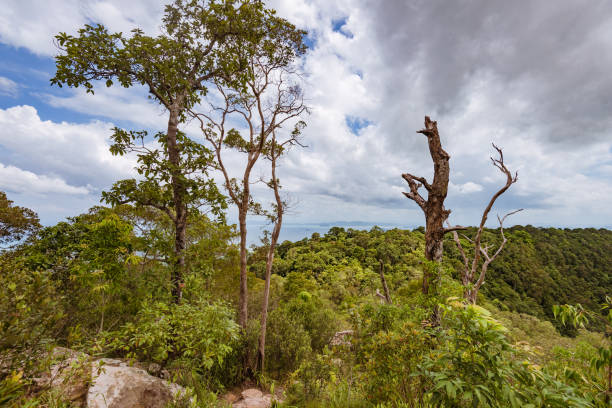 istock tree trunk in green forest over the sea 1062348434