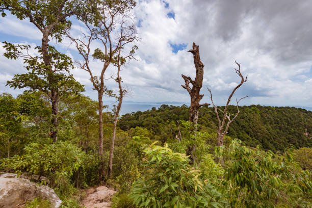istock tree trunk in green forest over the sea 1062348440