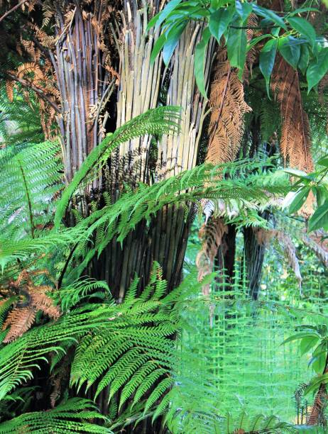 istock Ferns and Trees in the sun 1062350570