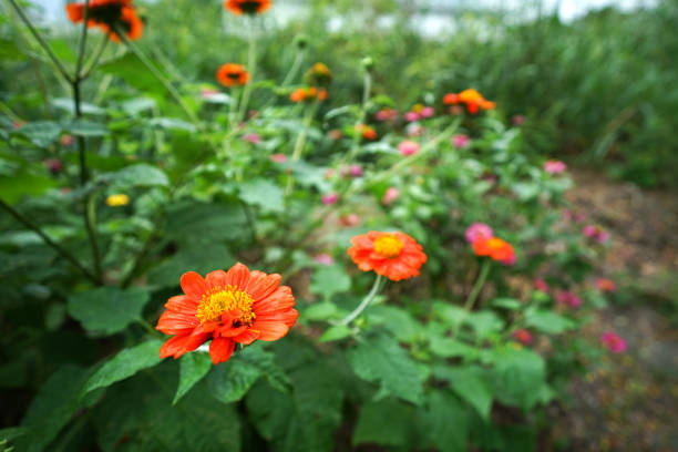 orange flower in the meadow of many color