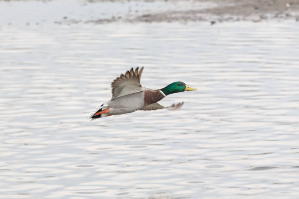istock male mallard ducks 1062355520