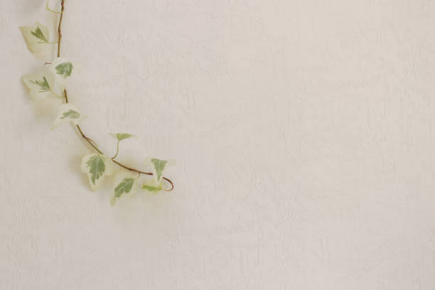 istock Wallpaper with ivy as background 1062357006