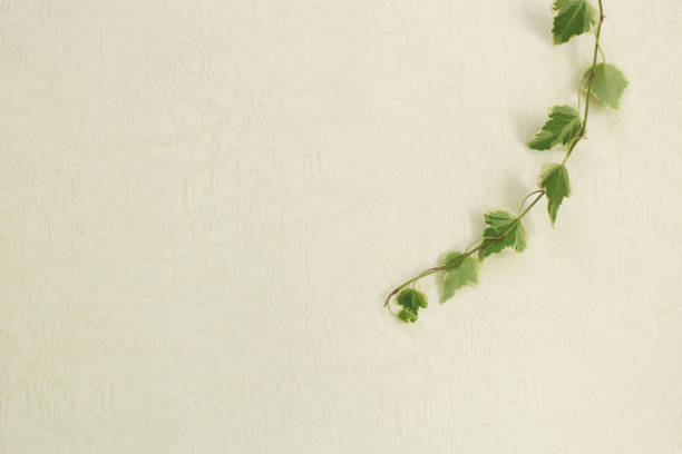 istock Wallpaper with ivy as background 1062357402