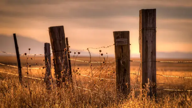 Picture of a barbed wire fence on wooden posts during sunset in a field. The mountains are just visible in the background. There are tall brown weeds in the foreground.