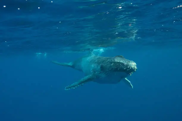 Humpback Whale