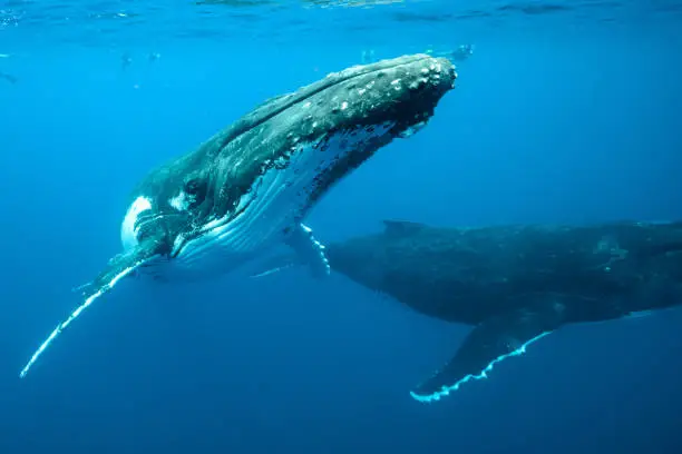 Tonga Hunpback Whales